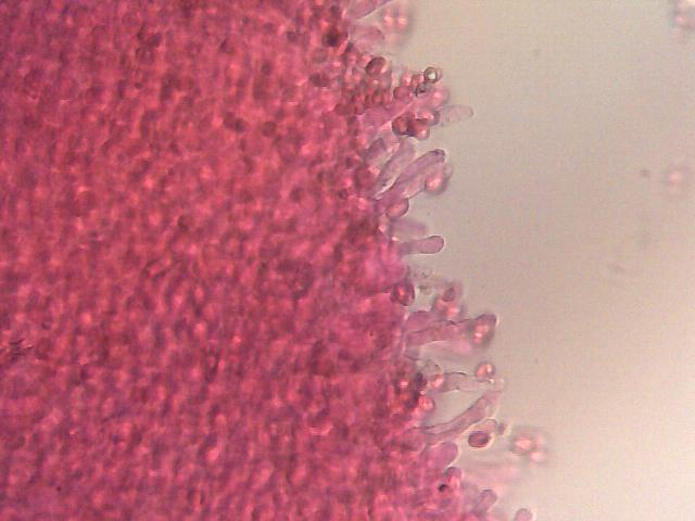 uscita con Zico e Luigi